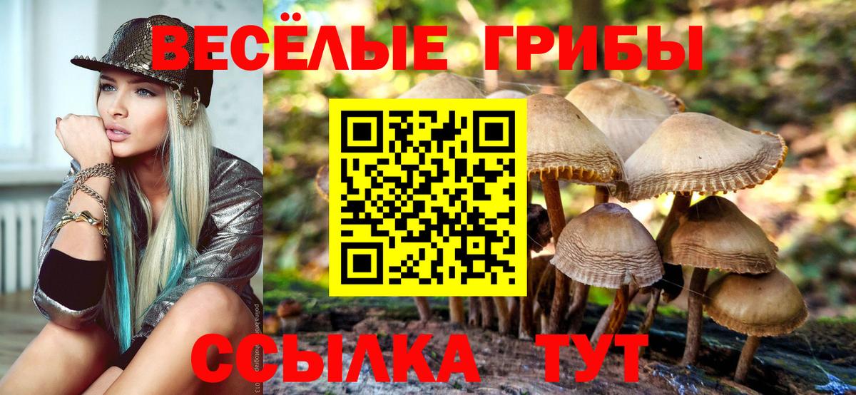 Псилоцибиновые грибы Psilocybe Красноуфимск